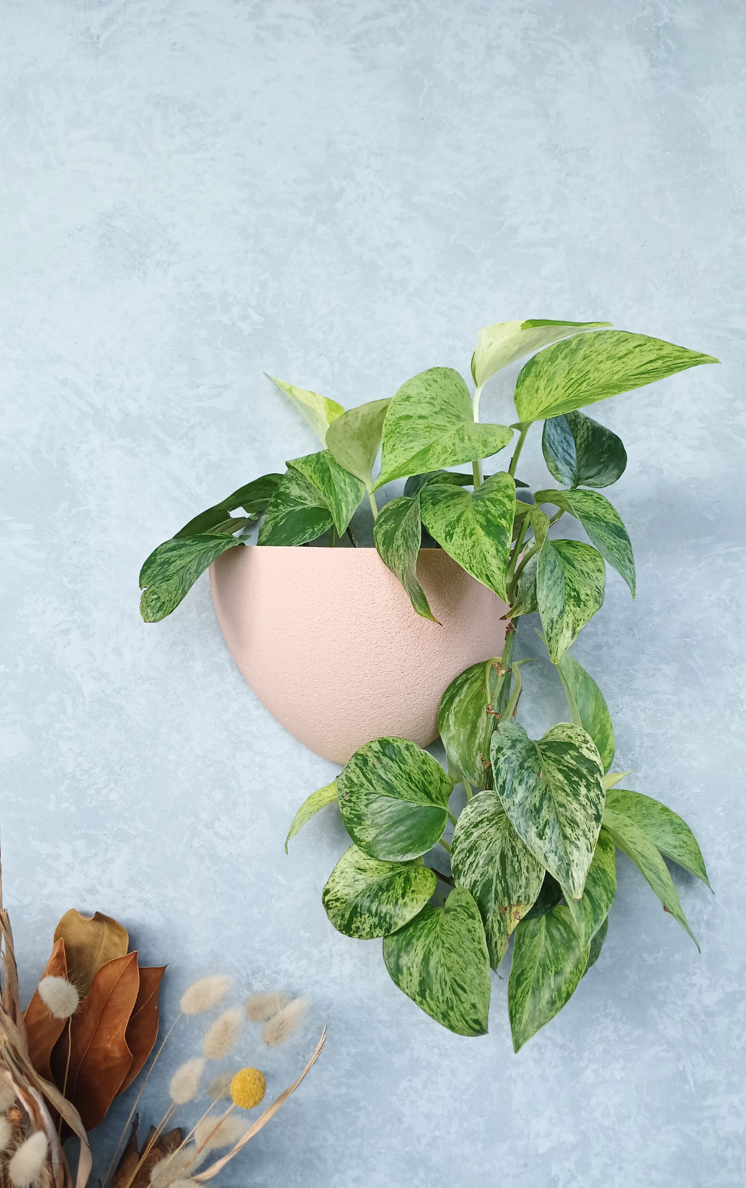 Classic Blossom Gecko Planter mounted on the wall, an elegant wall planter for indoor plants.