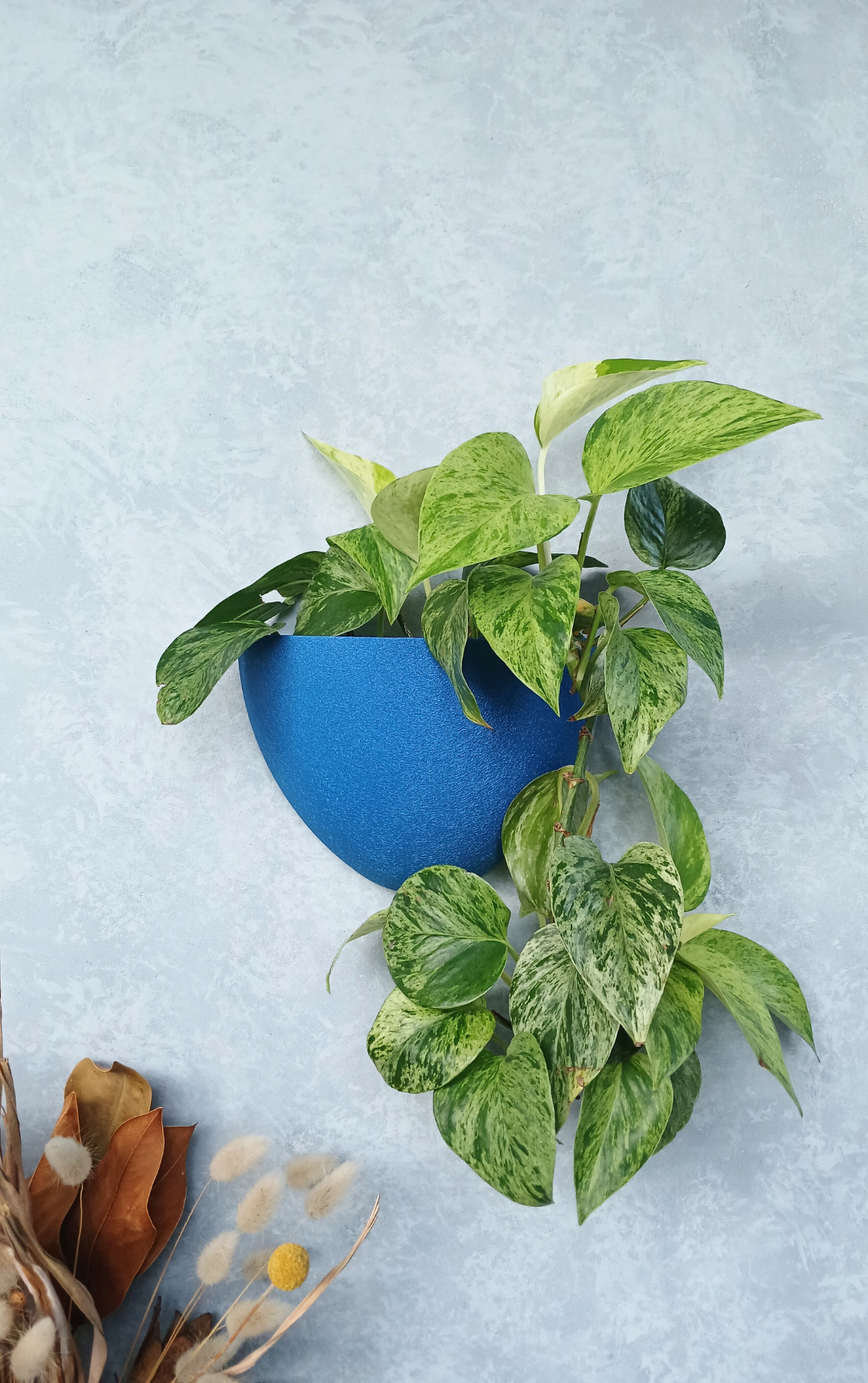 Classic Cobalt Gecko Planter wall planter, a striking plant pot for bold home décor.