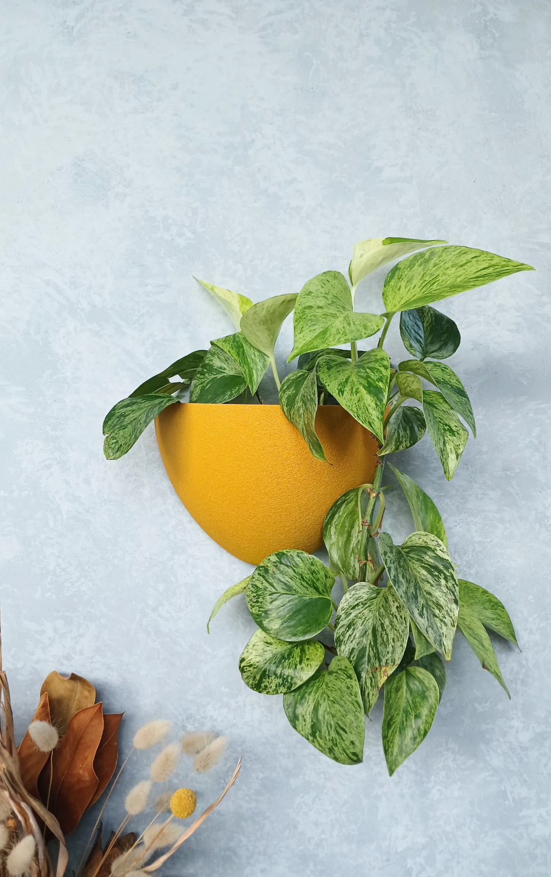 Classic Ochre Gecko Planter mounted on the wall with houseplant.