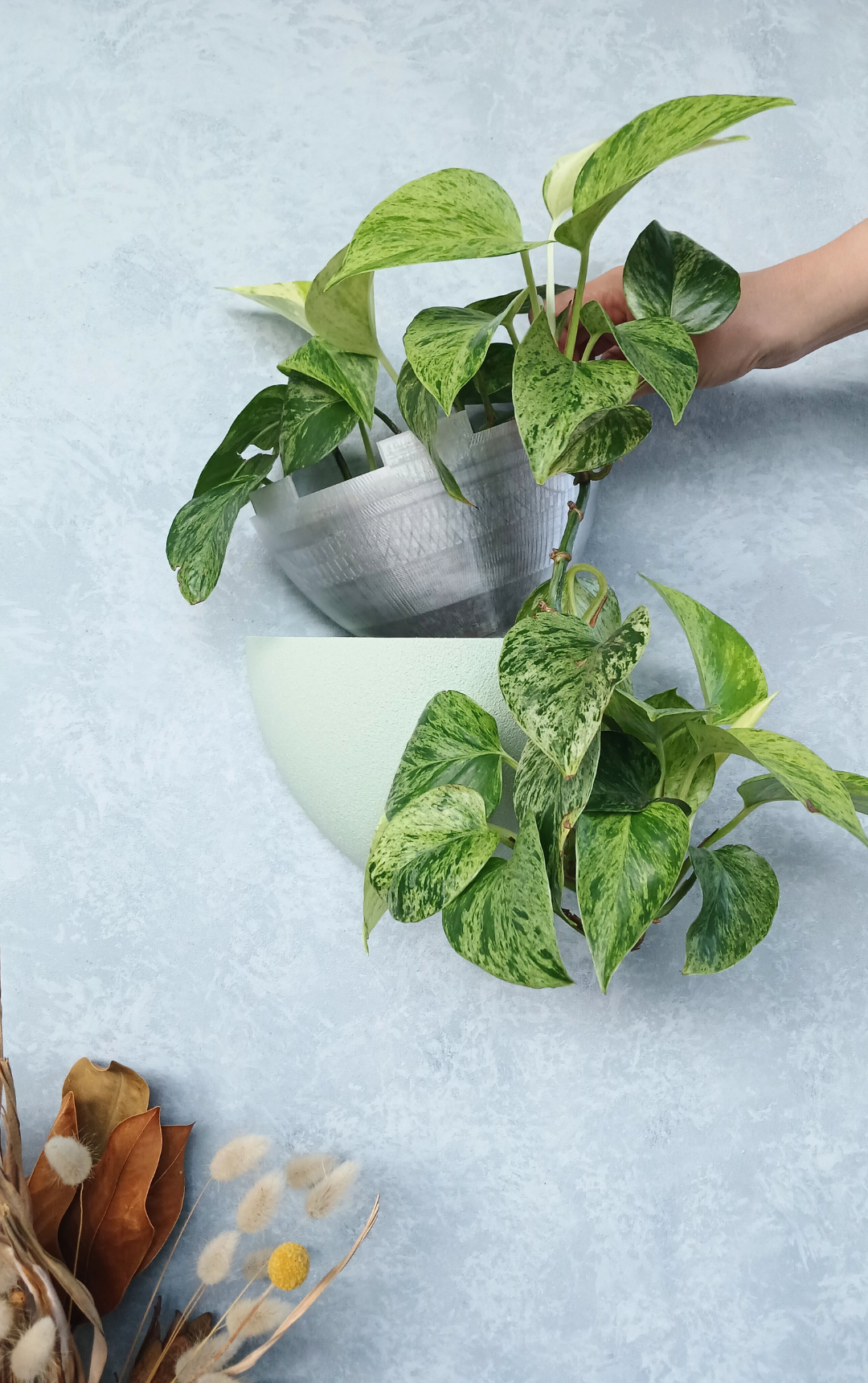 Classic Sage Gecko Planter with removable liner, a renter-friendly wall planter perfect for small spaces.