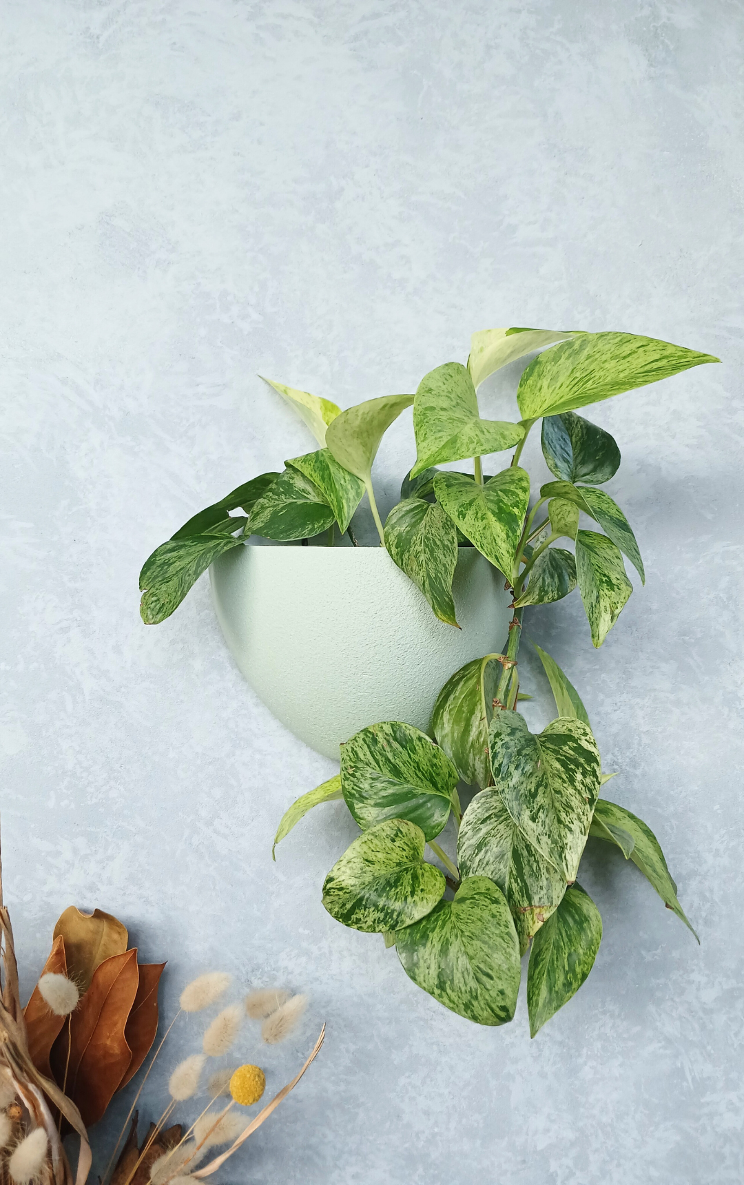 Classic Sage Gecko Planter mounted on the wall with an indoor plant.