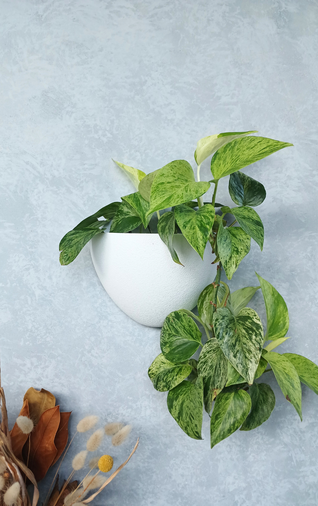 Classic White Gecko Planter mounted on the wall, a minimalist hanging pot for indoor plants NZ.