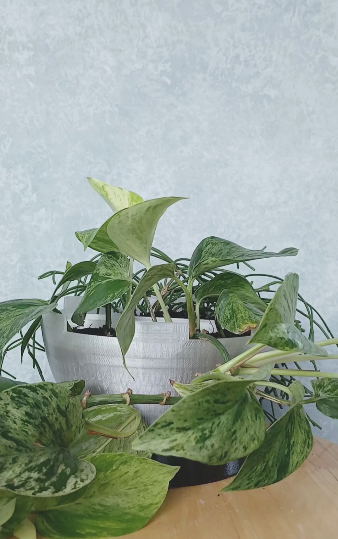 Using the Grow Probe to test the moisture of the soil in a pot.