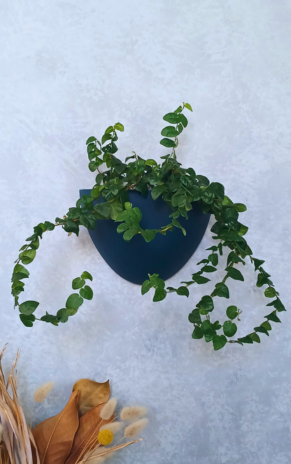 Classic - Gecko Planter®