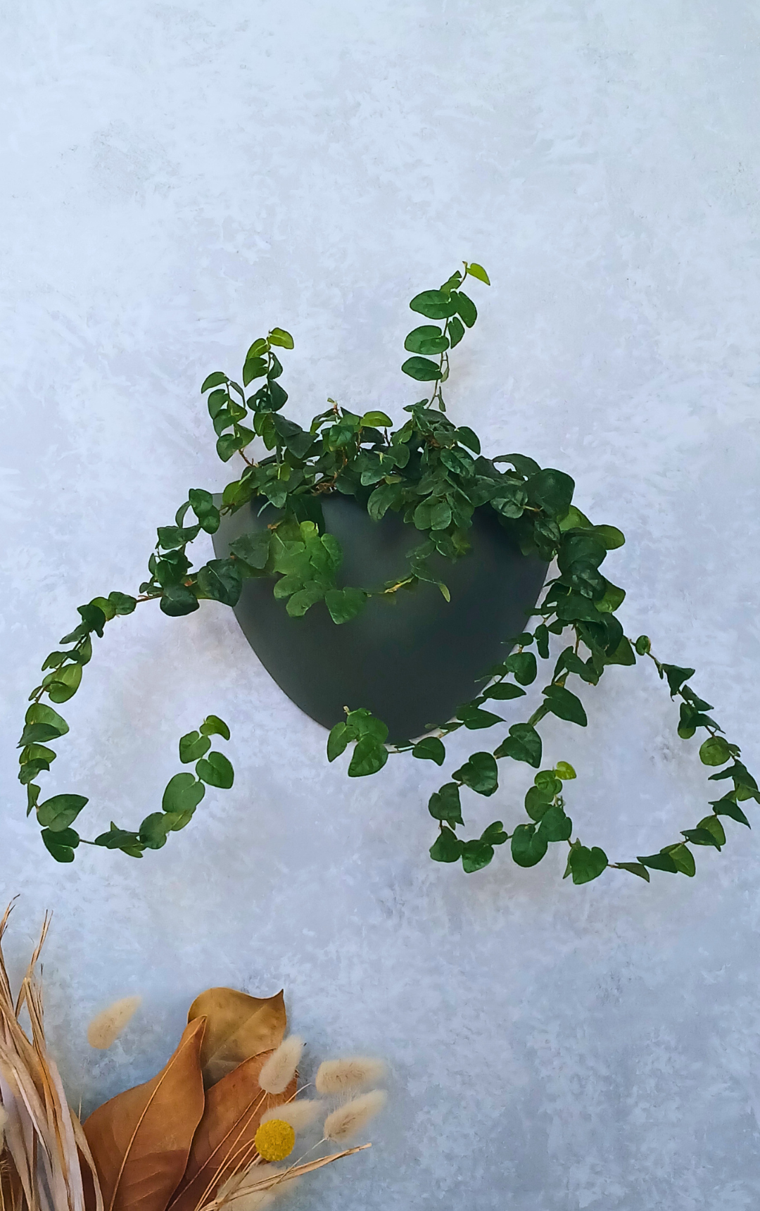 Classic - Gecko Planter®