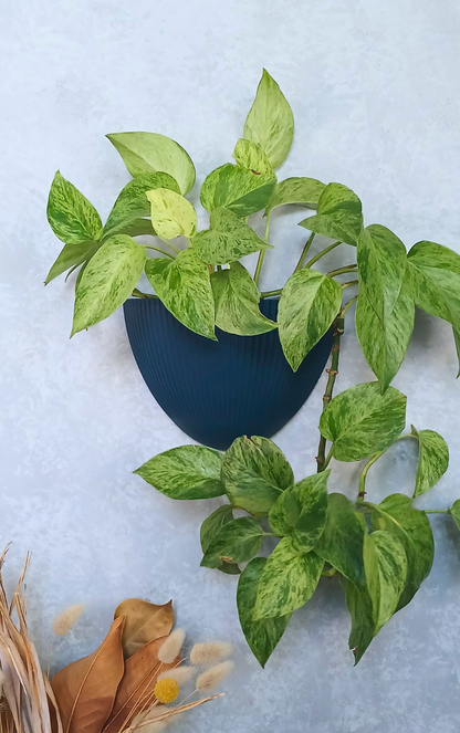 Flute - Gecko Planter®