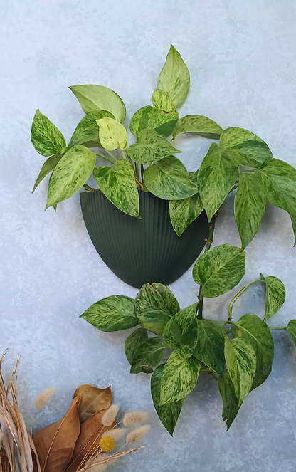 Flute - Gecko Planter®