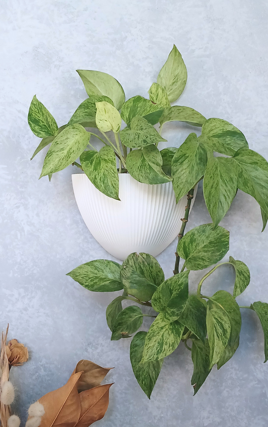Flute - Gecko Planter®