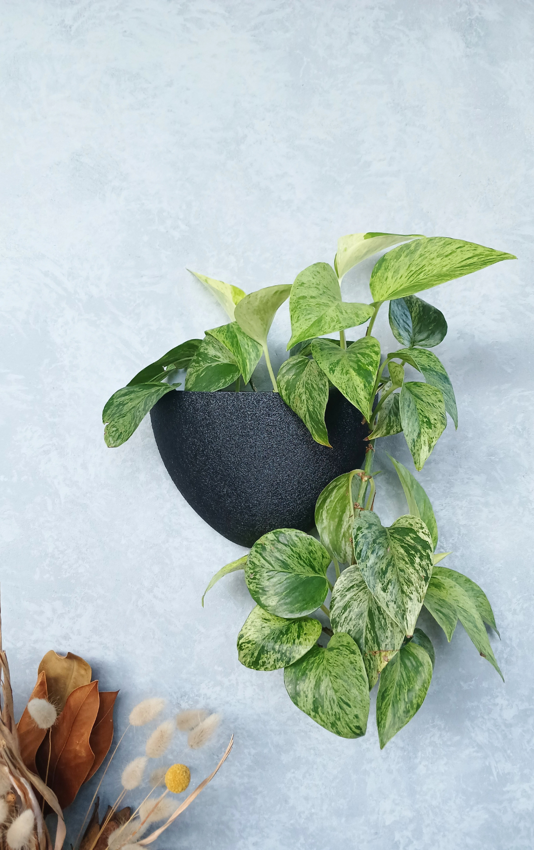 Classic Black Gecko Planter mounted on the wall, a stylish wall planter for indoor plants NZ.

