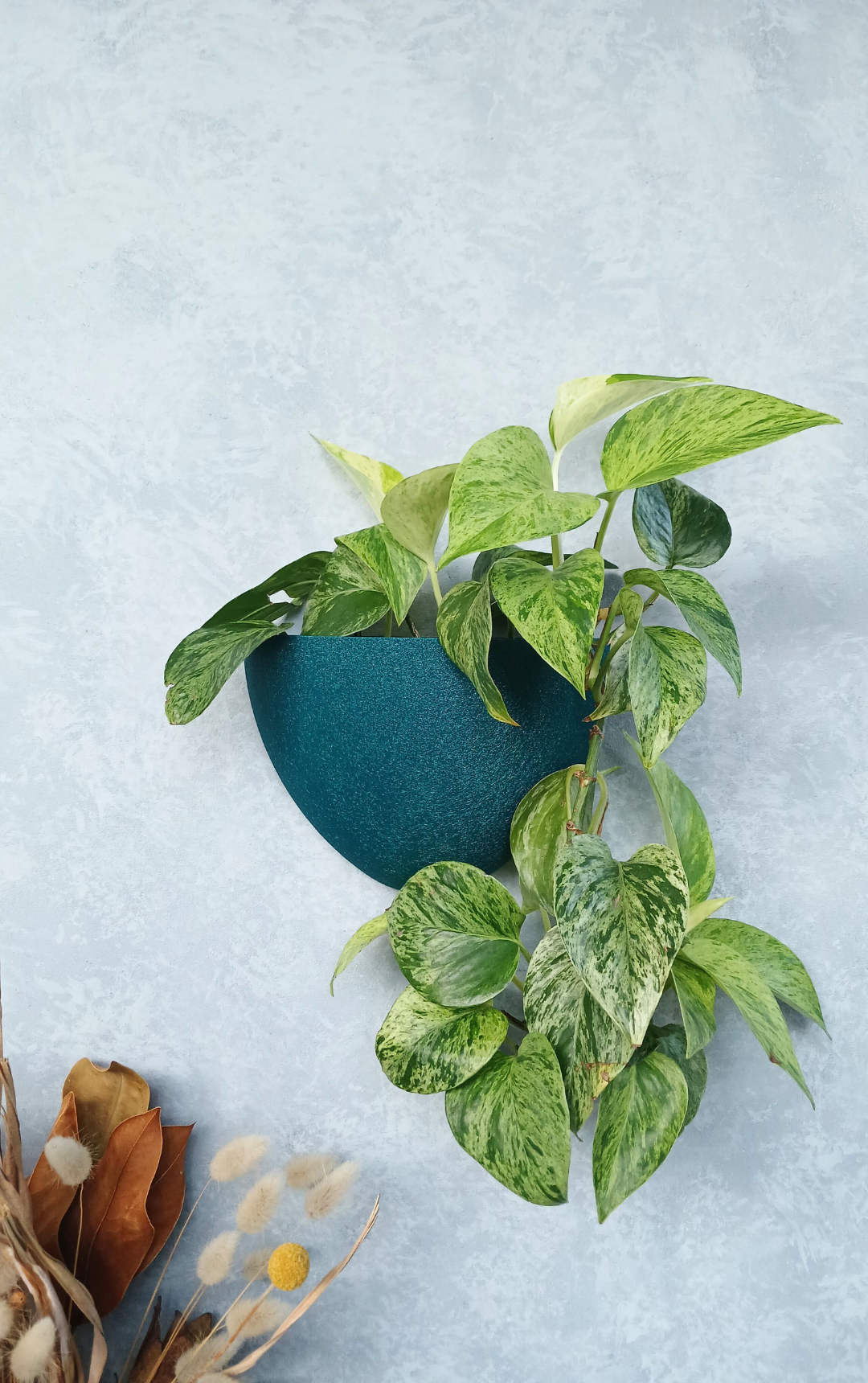 Classic Dark Forest Green Gecko Planter mounted on the wall, a designer pot for indoor plant lovers.