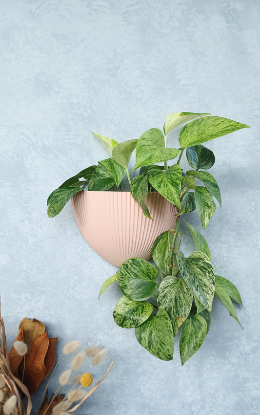Flute_Blossom Gecko Planter mounted on the wall, an elegant wall planter for indoor plants.
